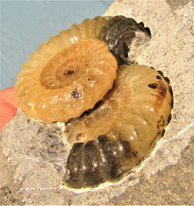 "Popped" calcite multi-Promicroceras ammonite display piece
