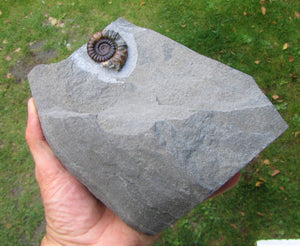 Large "Popped" calcite Xipheroceras ammonite display piece
