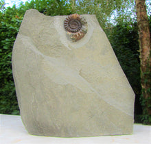 Load image into Gallery viewer, Large &quot;Popped&quot; calcite Xipheroceras ammonite display piece
