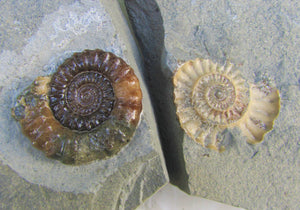 Large "Popped" calcite Xipheroceras ammonite display piece