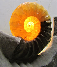 Load image into Gallery viewer, Stunning Asteroceras obtusum 3D display ammonite
