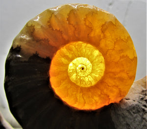 Stunning Asteroceras obtusum 3D display ammonite