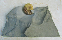Load image into Gallery viewer, Stunning Asteroceras obtusum 3D display ammonite
