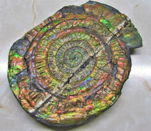 Load image into Gallery viewer, Stunning rainbow iridescent Caloceras ammonite
