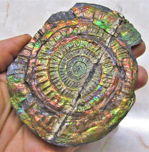 Stunning rainbow iridescent Caloceras ammonite