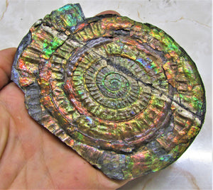 Stunning rainbow iridescent Caloceras ammonite