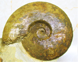 Large Inferior Oolite Leioceras display ammonite (172 mm)