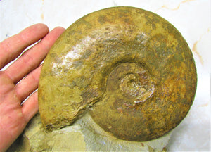 Large Inferior Oolite Leioceras display ammonite (172 mm)