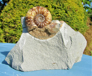 Removable Asteroceras obtusum display ammonite