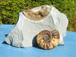 Removable Asteroceras obtusum display ammonite