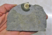 Load image into Gallery viewer, Uncommon &quot;Popped&quot; calcite Promicroceras ammonite with predator bite (27 mm)
