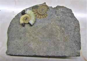 Uncommon "Popped" calcite Promicroceras ammonite with predator bite (27 mm)