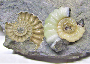 Uncommon "Popped" calcite Promicroceras ammonite with predator bite (27 mm)