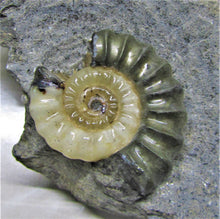 Load image into Gallery viewer, Uncommon &quot;Popped&quot; calcite Promicroceras ammonite with predator bite (27 mm)
