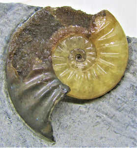 "Popped" <em>Asteroceras obtusum</em> ammonite (50 mm)