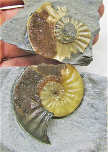 "Popped" <em>Asteroceras obtusum</em> ammonite (50 mm)