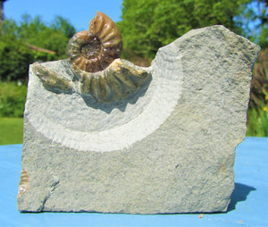 Glowing <em>Asteroceras obtusum</em> display ammonite (38 mm)