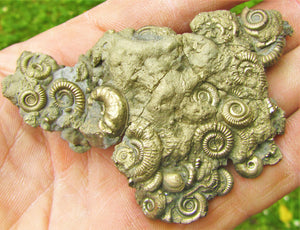 Multi species pyrite multi-ammonite fossil (80 mm)