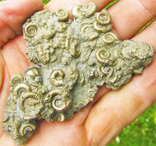 Load image into Gallery viewer, Multi species pyrite multi-ammonite fossil (80 mm)
