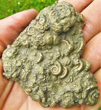 Load image into Gallery viewer, Pyrite multi-ammonite fossil (70 mm)
