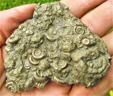Load image into Gallery viewer, Pyrite multi-ammonite fossil (70 mm)
