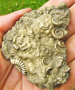 Pyrite multi-ammonite fossil (70 mm)