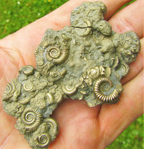 Multi species pyrite multi-ammonite fossil (76 mm)
