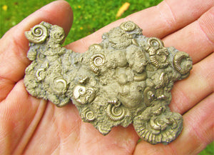 Multi species pyrite multi-ammonite fossil (76 mm)