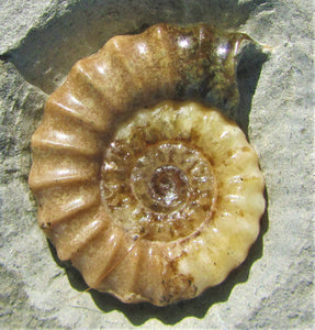 Calcite Promicroceras ammonite display piece (30 mm)