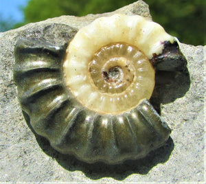 Uncommon "Popped" calcite Promicroceras ammonite with predator bite (27 mm)