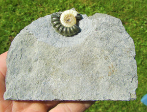 Uncommon "Popped" calcite Promicroceras ammonite with predator bite (27 mm)