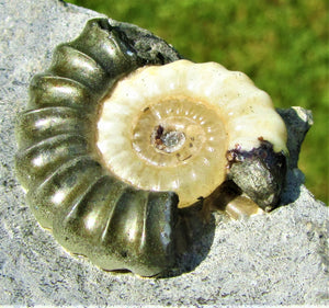 Uncommon "Popped" calcite Promicroceras ammonite with predator bite (27 mm)