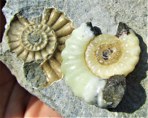 Uncommon "Popped" calcite Promicroceras ammonite with predator bite (27 mm)