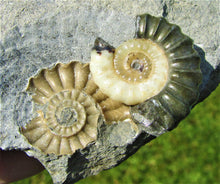 Load image into Gallery viewer, Uncommon &quot;Popped&quot; calcite Promicroceras ammonite with predator bite (27 mm)
