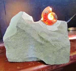 Glowing <em>Asteroceras obtusum</em> display ammonite (38 mm)