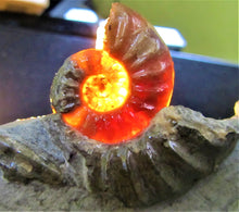 Load image into Gallery viewer, Glowing &lt;em&gt;Asteroceras obtusum&lt;/em&gt; display ammonite (38 mm)
