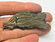 Load image into Gallery viewer, Rare detailed crinoid fossil head (63 mm)
