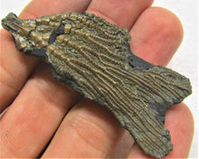 Load image into Gallery viewer, Rare detailed crinoid fossil head (63 mm)
