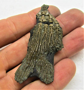 Rare detailed crinoid fossil head (63 mm)