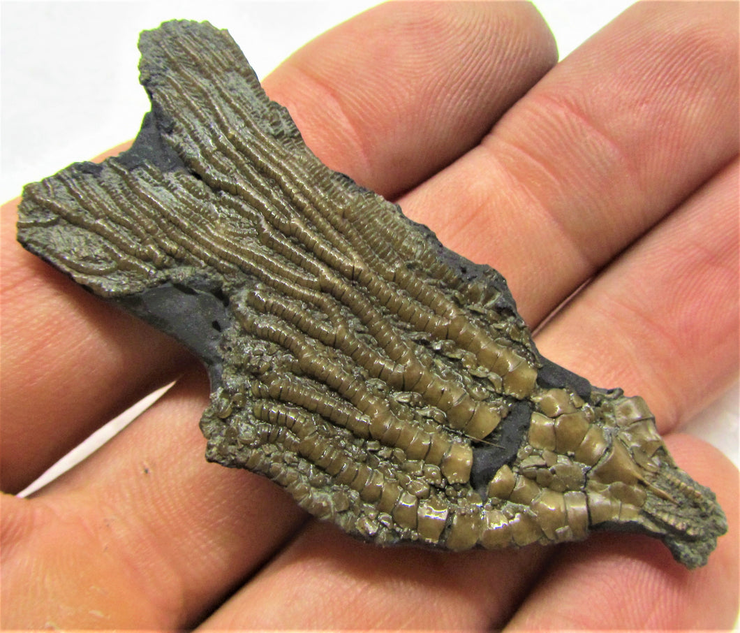Rare detailed crinoid fossil head (63 mm)