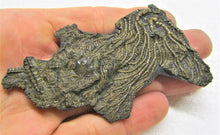 Load image into Gallery viewer, Crinoid fossil head (95 mm)
