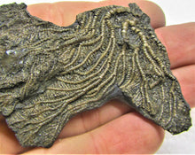 Load image into Gallery viewer, Crinoid fossil head (95 mm)
