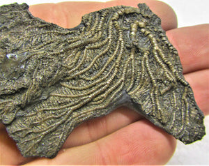 Crinoid fossil head (95 mm)
