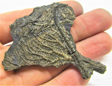 Load image into Gallery viewer, Complete crinoid fossil head (65 mm)
