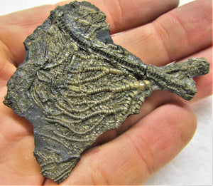 Complete crinoid fossil head (65 mm)