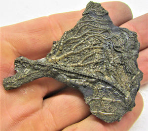 Complete crinoid fossil head (65 mm)