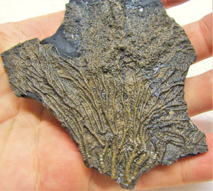 Crinoid fossil with complete head (140 mm)