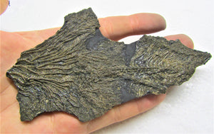 Crinoid fossil with complete head (140 mm)