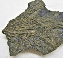 Load image into Gallery viewer, Crinoid fossil with complete head (140 mm)
