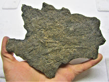 Load image into Gallery viewer, Large detailed crinoid fossil (180 mm)
